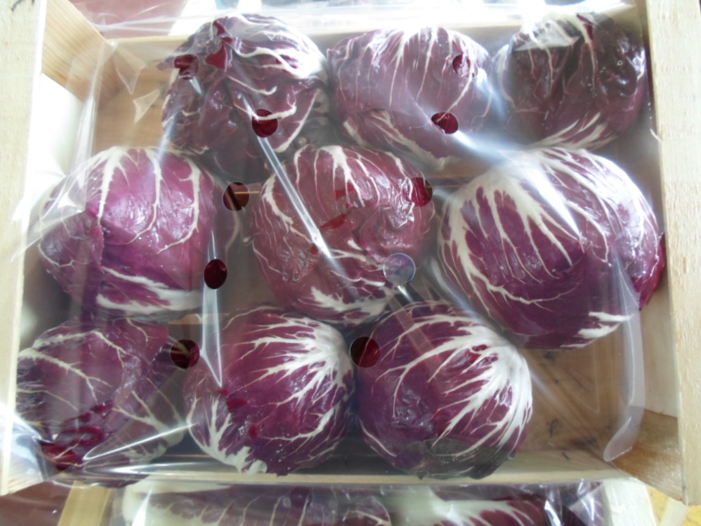 Radicchio Rosso di Chioggia