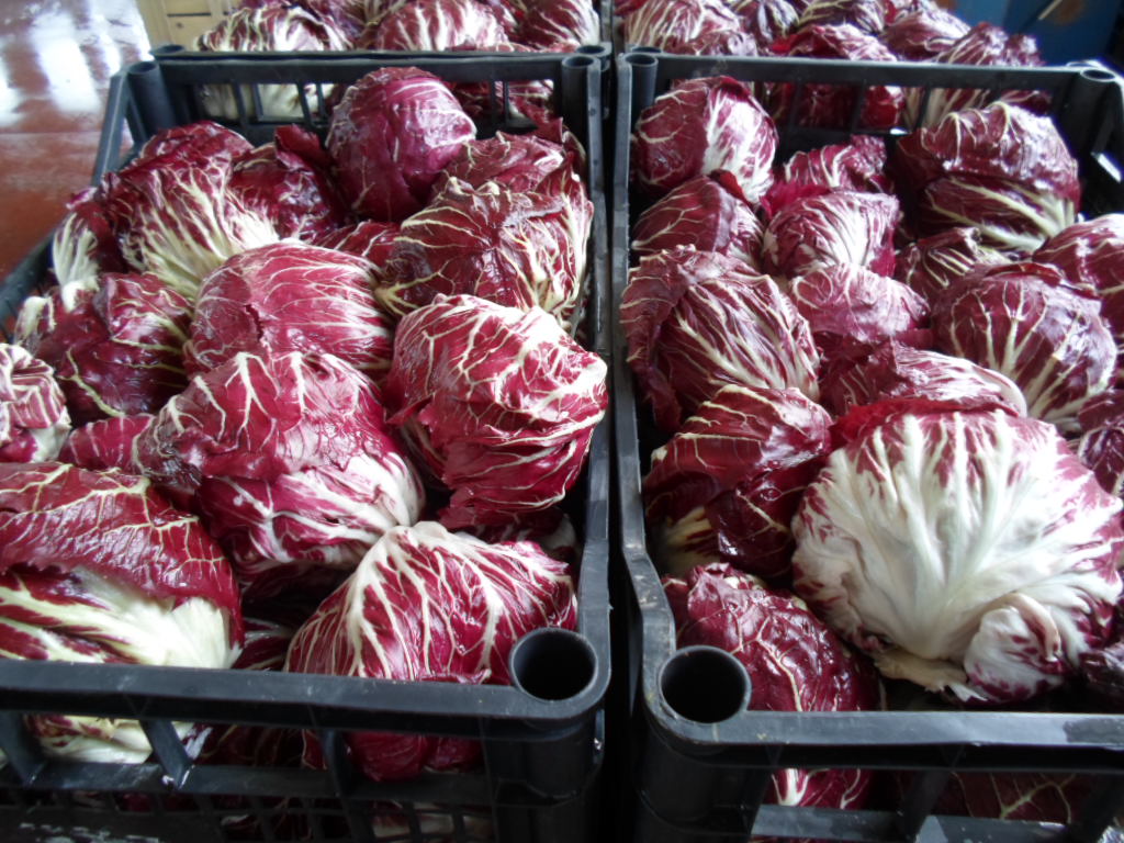 Radicchio Rosso di Chioggia