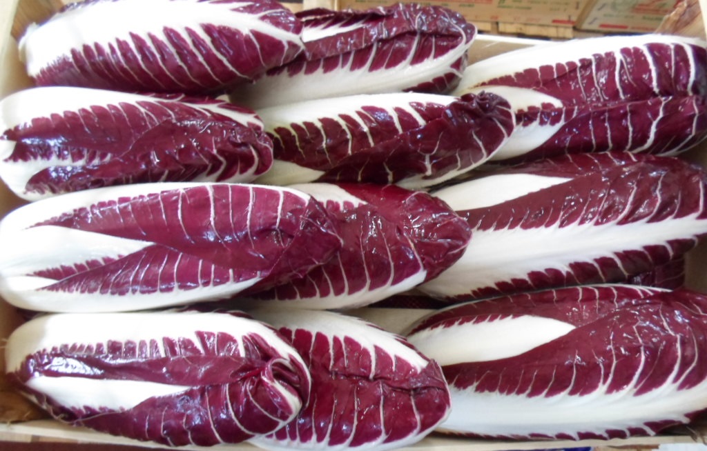 Radicchio Rosso di Chioggia